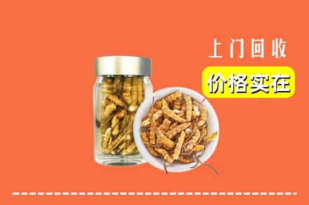 日喀则吉隆县回收散虫草